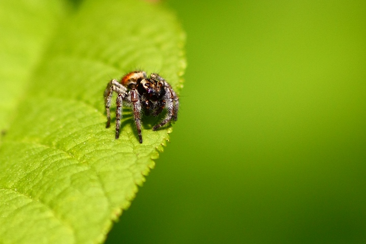 Carrhotus xanthogramma